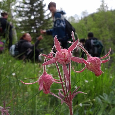chief of prairies