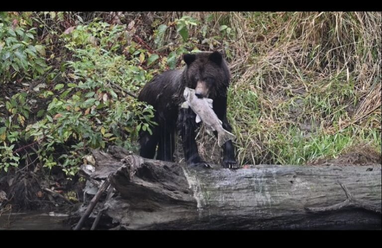 Bear eating salmon on tree 768x498
