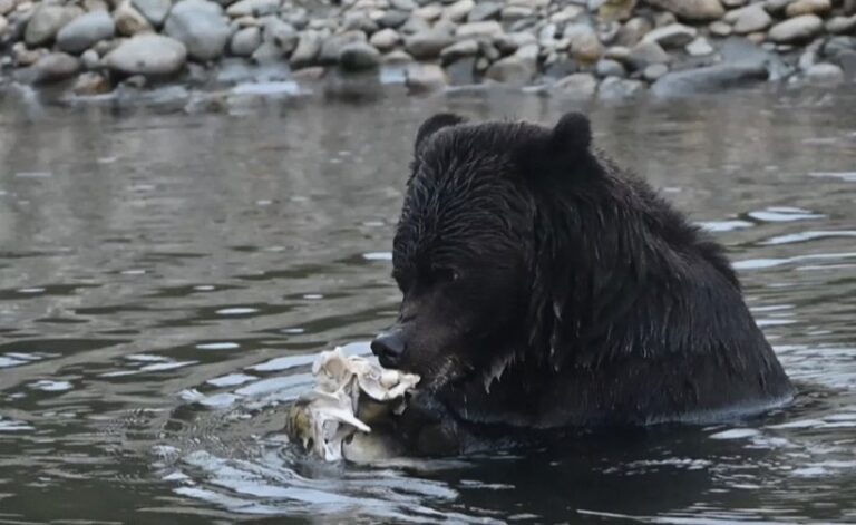 Experience Indigenous Tourism in Bella Coola with Nunanaalhm Tours cover