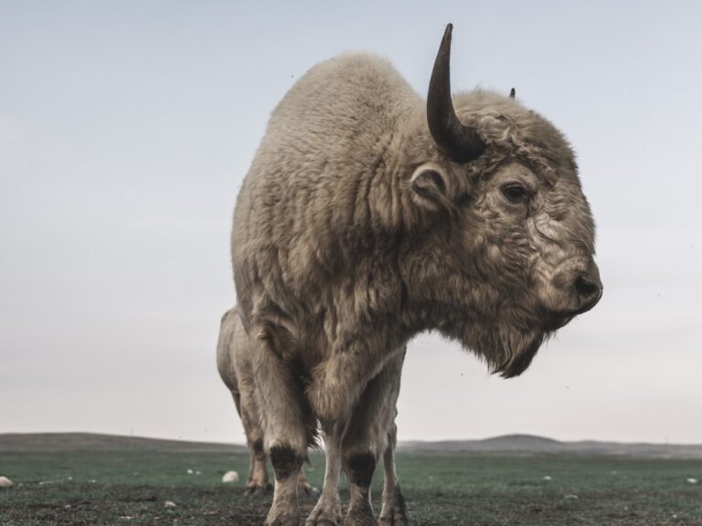white buffalo coffee IMG 2674 4x3 768x576