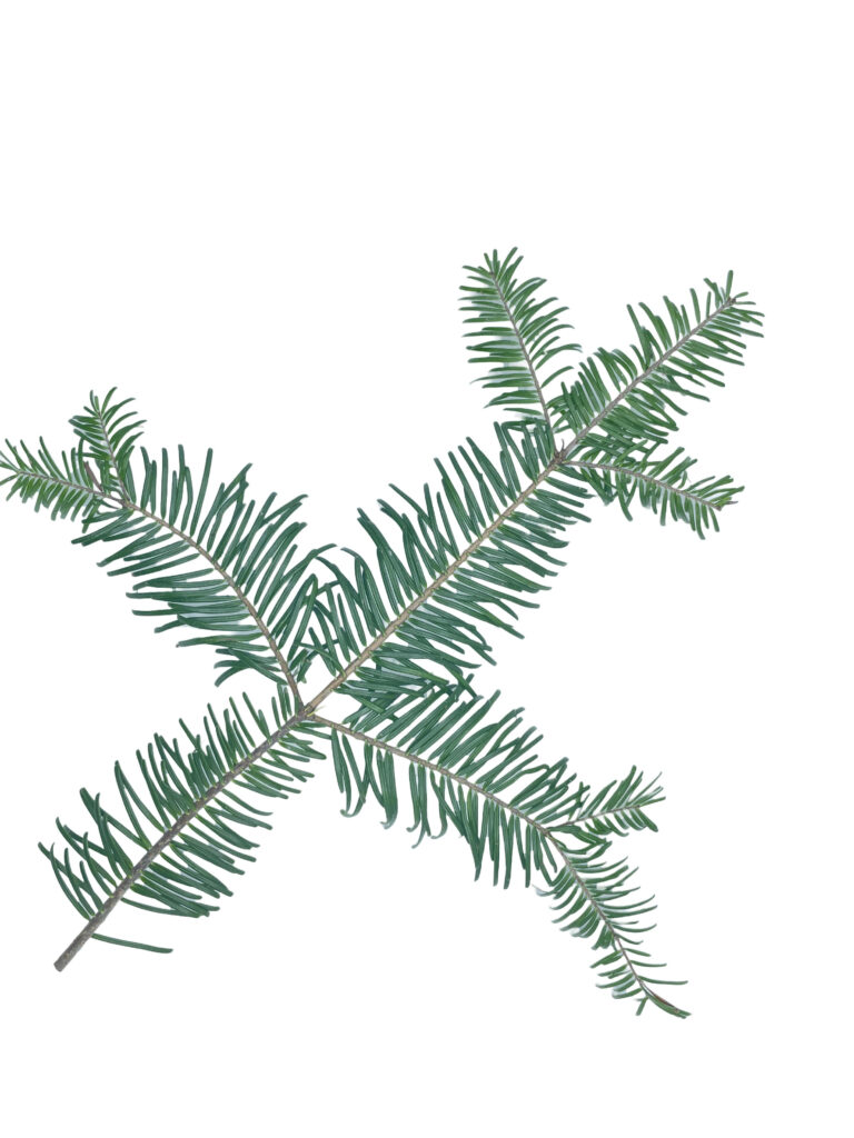 balsam branch 768x1024