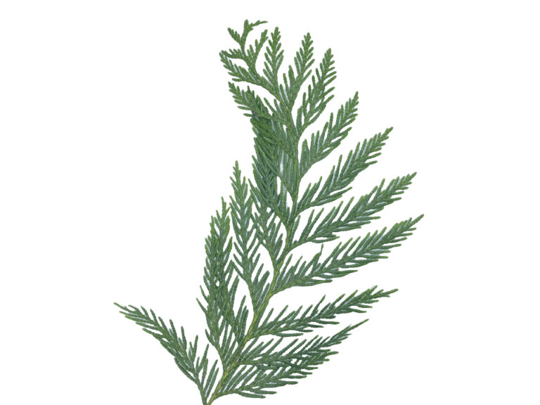 cedar branch 768x576