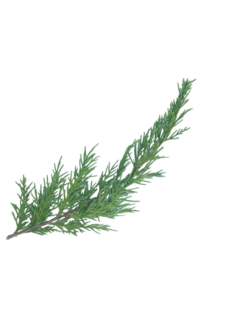 cypress branch 768x1024