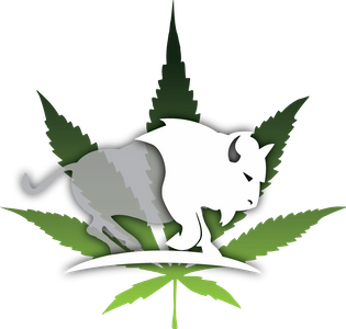 white buffalo traditional medicine